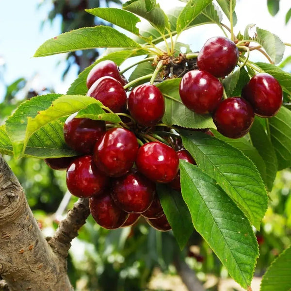 🌿Ypač didelės Gomahali vyšnių sėklos🍒-LT