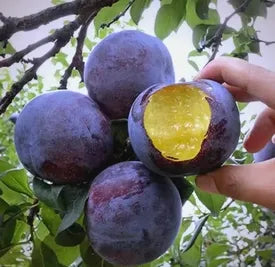 🍃 „Heirloom Manor“ serija: 13 atrinktų vaisių sėklų rinkinys (be GMO) 🌳 – Geriausiai parduodamas produktas-LT
