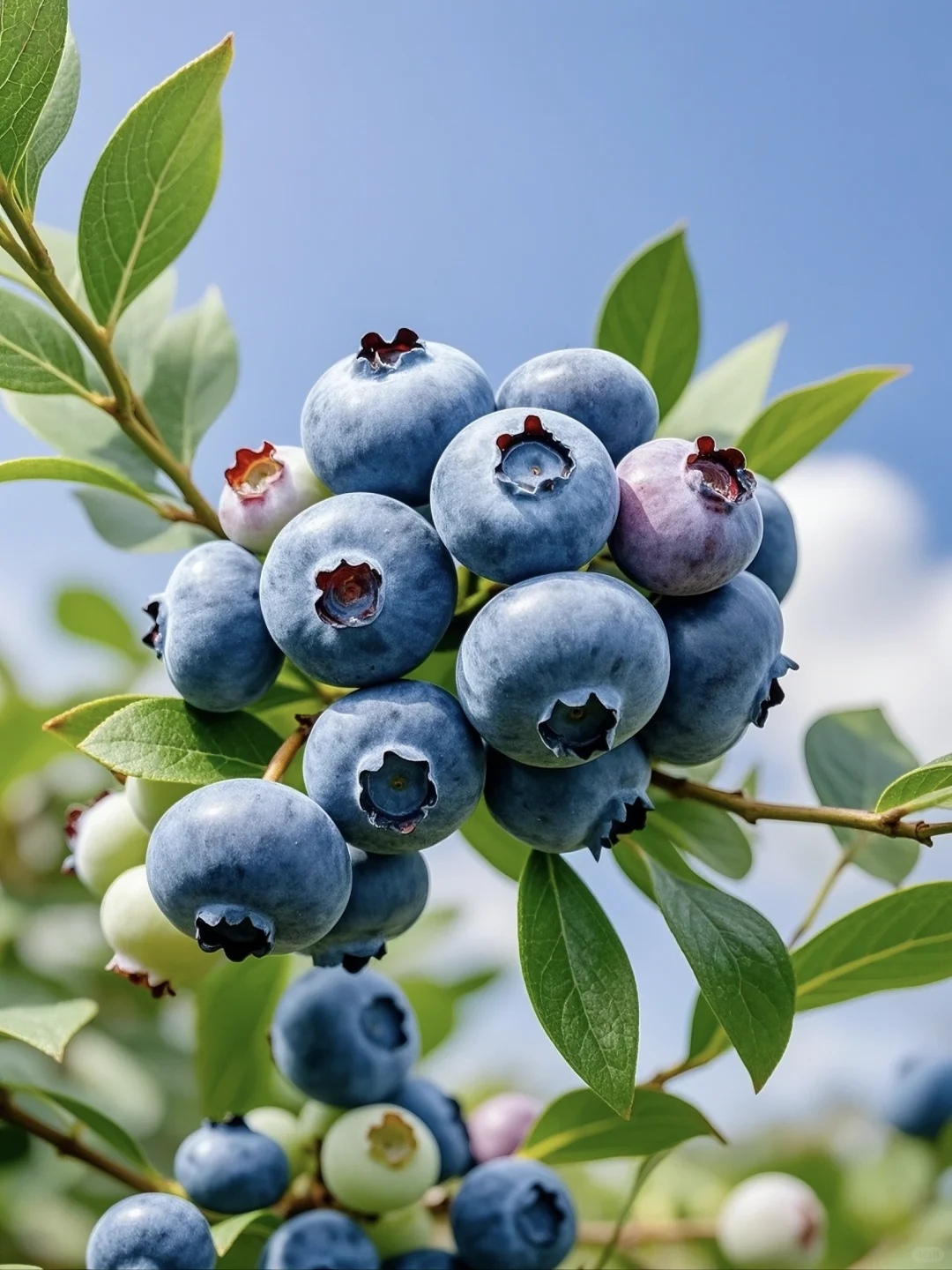 🫐Saldžios, greitai nokstančios šiaurinės mėlynės, sena veislė, be GMO, prieinamos JAV-LT