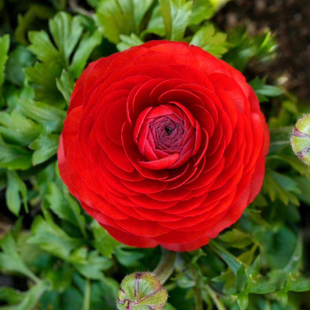 Čebulice maslenice – nežne, elegantne, nepozabne 🌸-SI