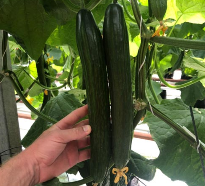 Σπόροι αγγουριού υψηλής απόδοσης F1 Superfruit Cluster-GR