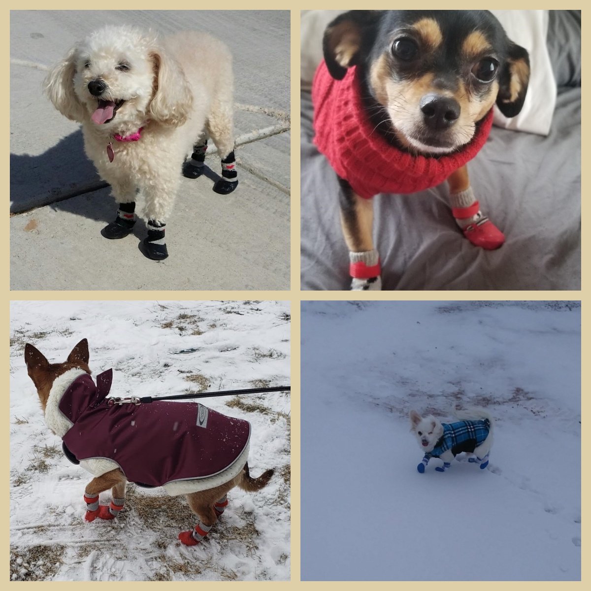 🔥Αγοράστε 1 και πάρτε 1 δωρεάν🐶Δωρεάν παπούτσια για κατοικίδια - GR