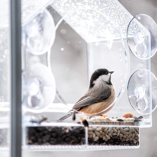 🐦👍👍👍Langinė pūčki lesykla🤩-LT