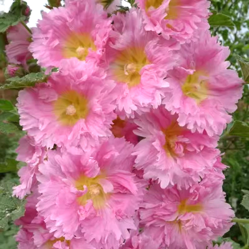 🌸Ανθοφόροι πολυετείς σπόροι μολόχας🌸-GR