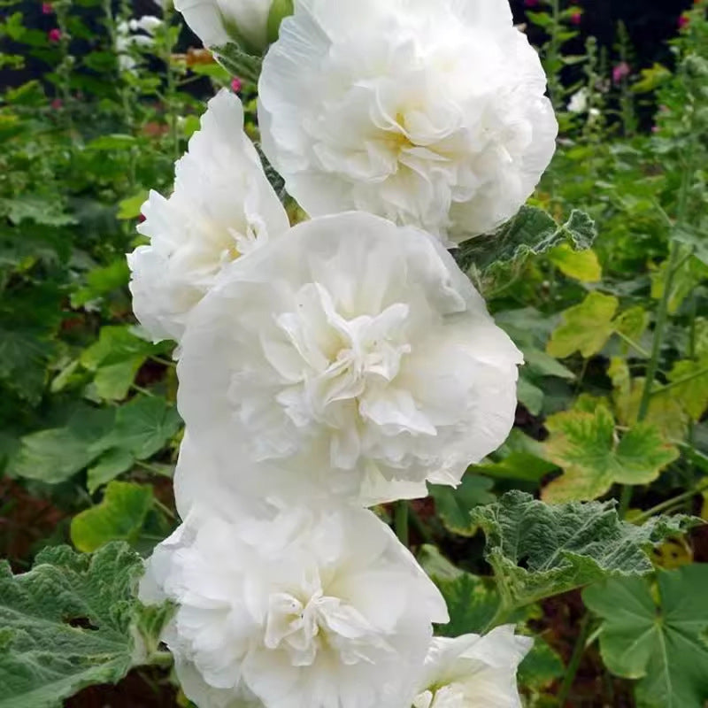 🌸Semena cvetočega trajnice sleza🌸-SI