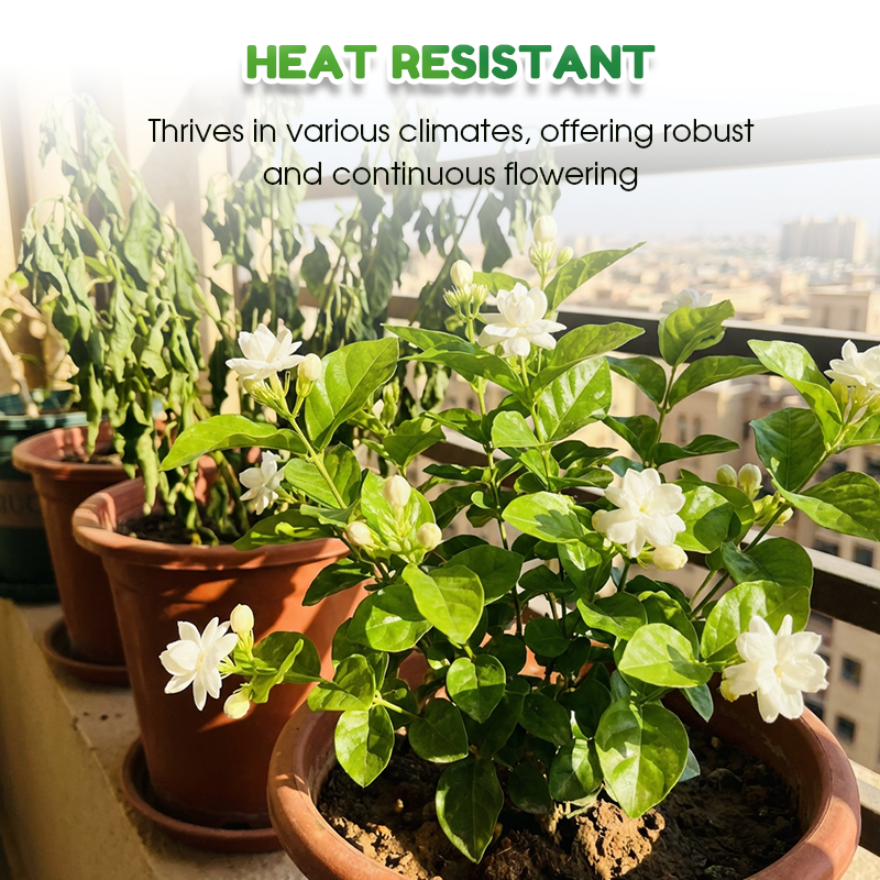 ✨🌸 Semena jasmina (z gnojilom): aromatična in enostavna za gojenje🍃-SI